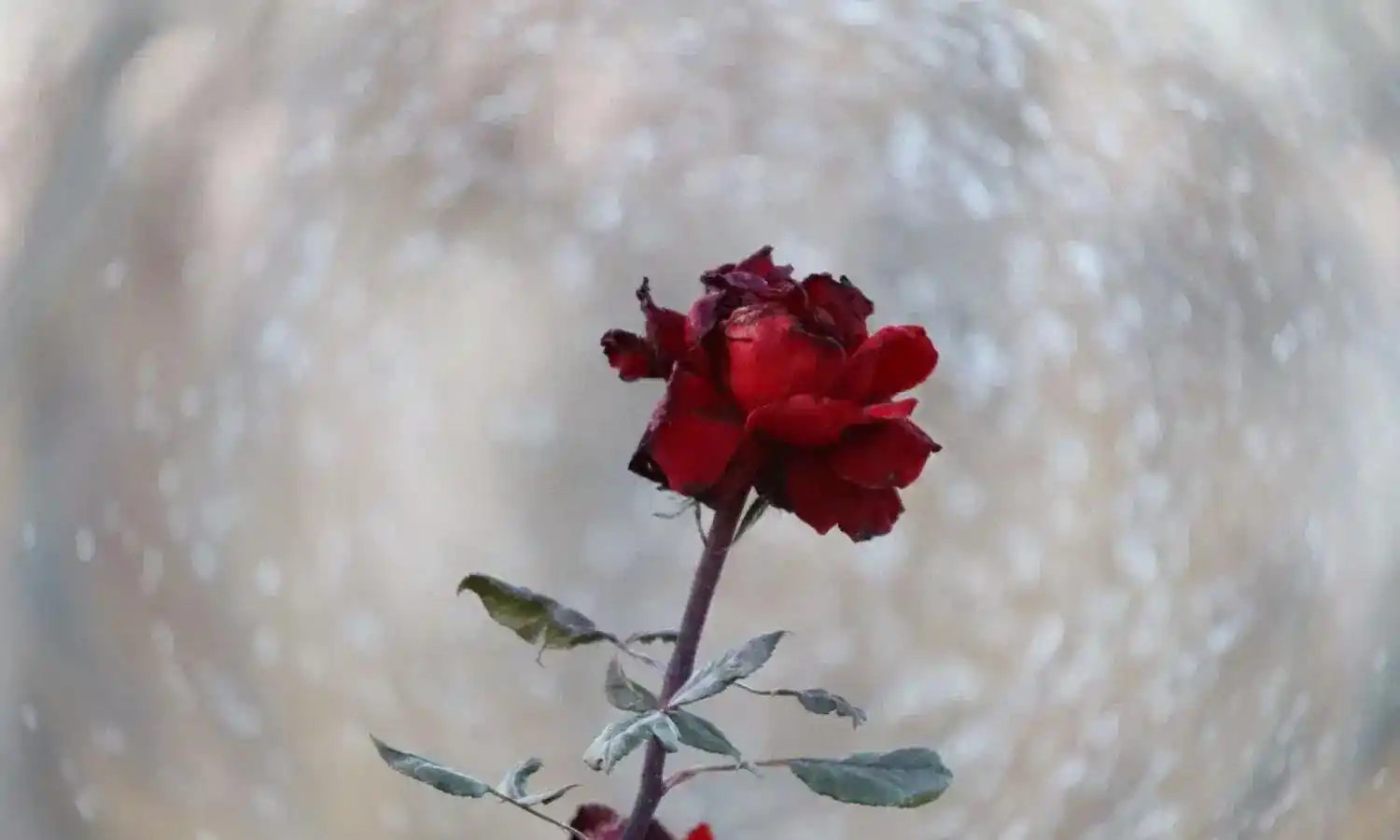 کنون 850دی دست دو