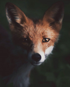 عکاسی از حیوانات-چگونه از حیوانات عکس های زیبایی بگیریم